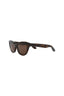 20355 - Havana Havana Brown