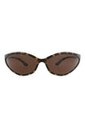 20355 - Havana Havana Brown